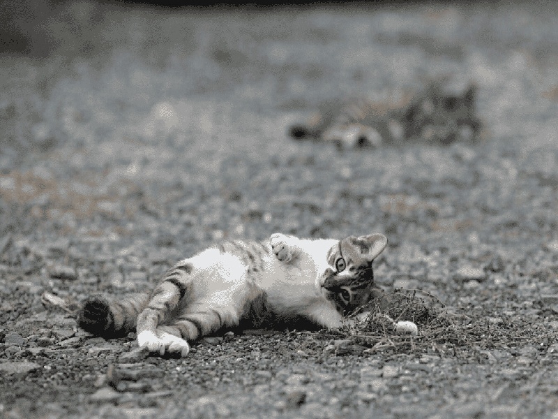 拼儿子做试管试管养卵运动试管要要男娃